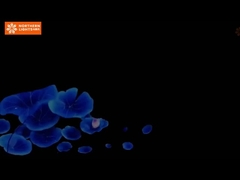 몰입하는 경험으로 박물관 전시 및 이벤트를 향상시킵니다. 360도 몰입하는 동굴 프로젝션